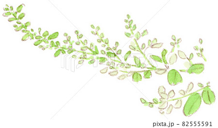 秋に咲く花：白萩の水彩画イラスト 82555591
