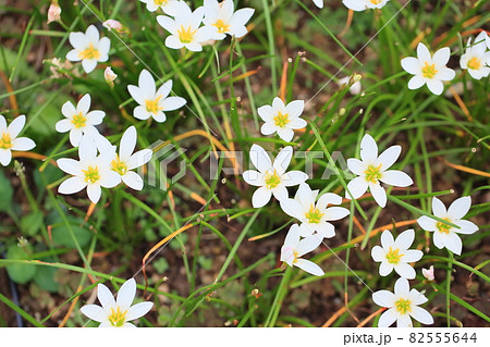 タマスダレの花 82555644