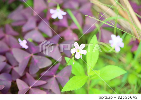 オキザリスの花　トライアングラリス 82555645