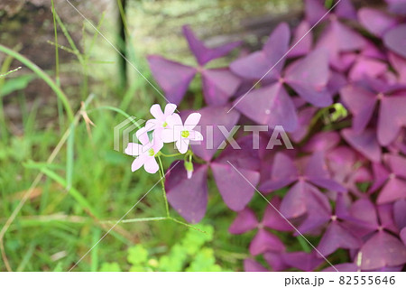オキザリスの花　トライアングラリス 82555646