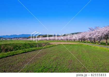 都幾川沿い 満開の桜並木 春風景 都幾川沿い 満開の桜並木 春風景 82555833