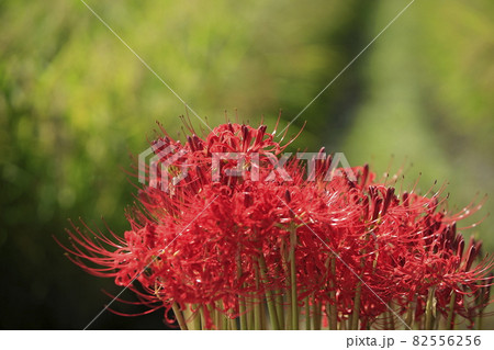 大牟田市　手鎌　彼岸花、 82556256