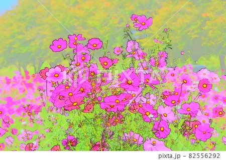 コスモス 秋の花 秋 コスモス 秋の花 秋 82556292