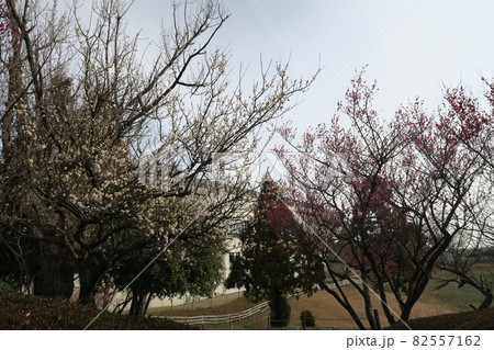 石ケ谷公園～明石の梅林～ 82557162