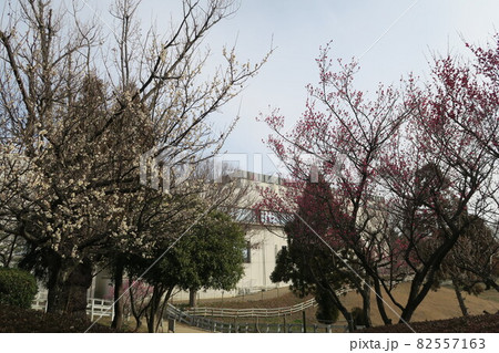 石ケ谷公園～明石の梅林～ 82557163