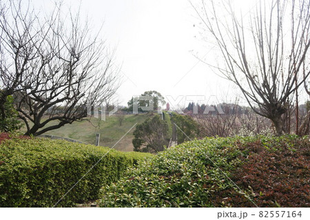 石ケ谷公園~明石の梅林~ 石ケ谷公園~明石の梅林~ 82557164