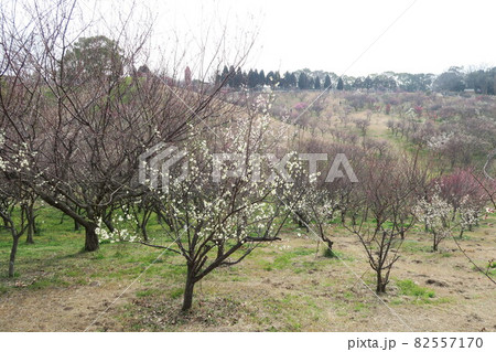 石ケ谷公園～明石の梅林～ 82557170