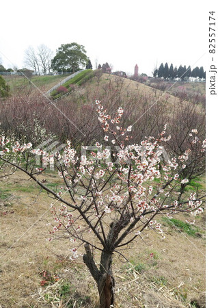 石ケ谷公園~明石の梅林~ 石ケ谷公園~明石の梅林~ 82557174