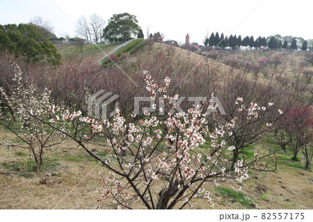 石ケ谷公園~明石の梅林~ 石ケ谷公園~明石の梅林~ 82557175