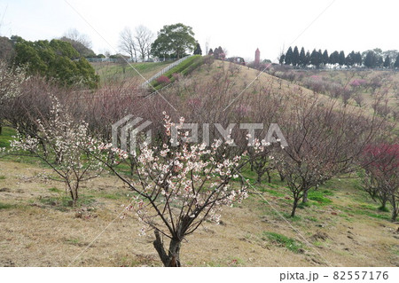 石ケ谷公園～明石の梅林～ 82557176