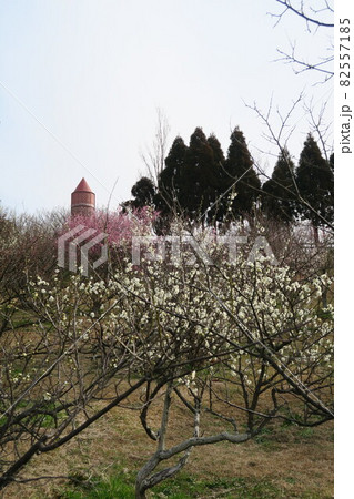 石ケ谷公園～明石の梅林～ 82557185