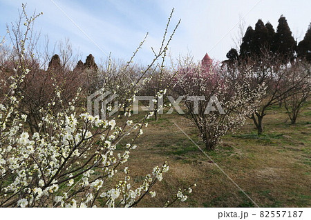 石ケ谷公園～明石の梅林～ 82557187