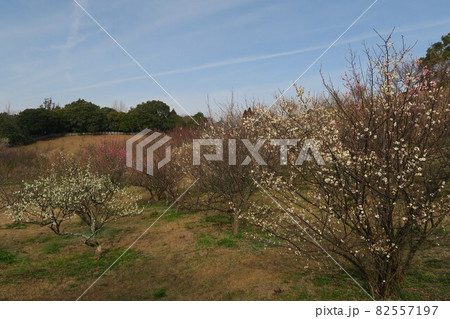 石ケ谷公園～明石の梅林～ 82557197