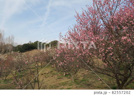 石ケ谷公園~明石の梅林~ 石ケ谷公園~明石の梅林~ 82557202