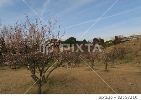 石ケ谷公園～明石の梅林～ 82557210