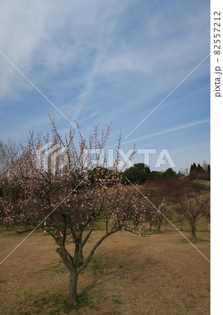 石ケ谷公園～明石の梅林～ 82557212