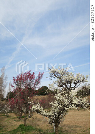 石ケ谷公園～明石の梅林～ 82557217