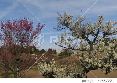 石ケ谷公園~明石の梅林~ 石ケ谷公園~明石の梅林~ 82557221