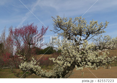 石ケ谷公園~明石の梅林~ 石ケ谷公園~明石の梅林~ 82557223