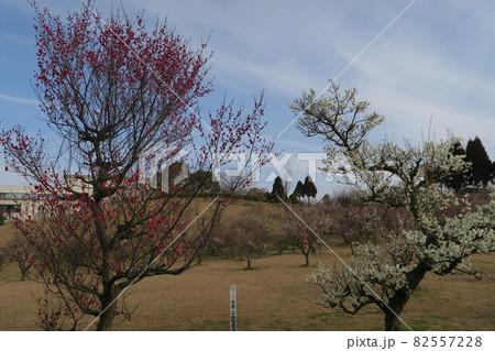石ケ谷公園～明石の梅林～ 82557228