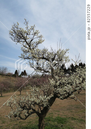 石ケ谷公園～明石の梅林～ 82557229