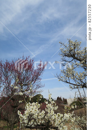 石ケ谷公園～明石の梅林～ 82557230