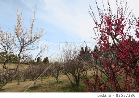 石ケ谷公園～明石の梅林～ 82557236