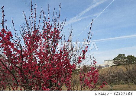 石ケ谷公園~明石の梅林~ 石ケ谷公園~明石の梅林~ 82557238