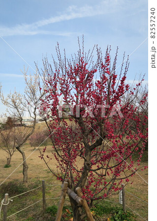 石ケ谷公園~明石の梅林~ 石ケ谷公園~明石の梅林~ 82557240