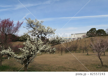 石ケ谷公園～明石の梅林～ 82557243