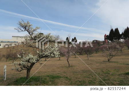 石ケ谷公園~明石の梅林~ 石ケ谷公園~明石の梅林~ 82557244