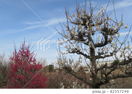 石ケ谷公園～明石の梅林～ 82557249