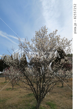 石ケ谷公園～明石の梅林～ 82557252