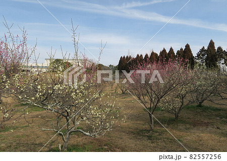 石ケ谷公園～明石の梅林～ 82557256