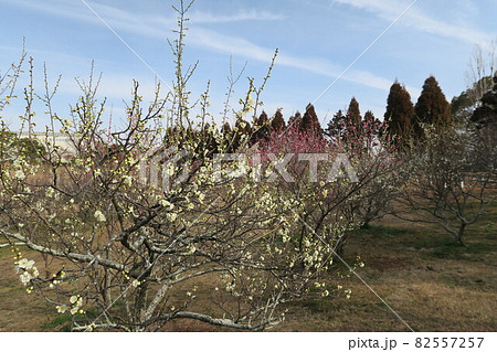 石ケ谷公園~明石の梅林~ 石ケ谷公園~明石の梅林~ 82557257