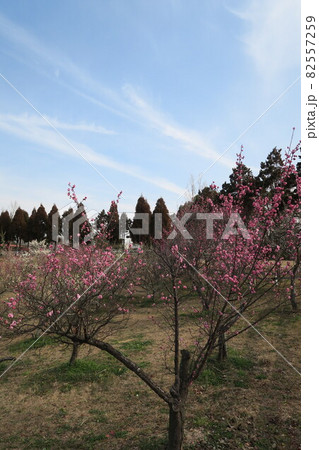 石ケ谷公園～明石の梅林～ 82557259