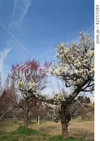 石ケ谷公園～明石の梅林～ 82557264