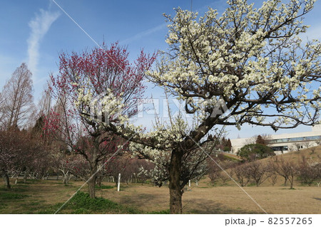 石ケ谷公園～明石の梅林～ 82557265