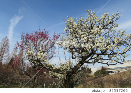 石ケ谷公園~明石の梅林~ 石ケ谷公園~明石の梅林~ 82557266