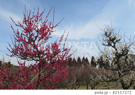 石ケ谷公園～明石の梅林～ 82557272
