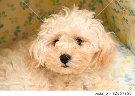 くつろぐマルプー くつろぐマルプー 82557359