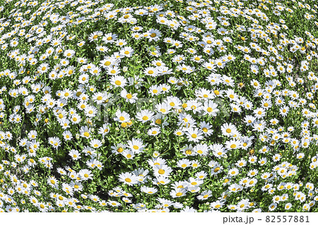 満開のノースポール一面 82557881