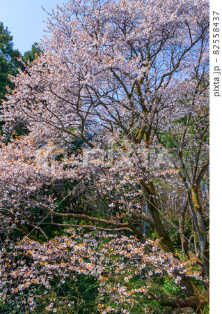 里山の春を彩る 山桜 桜の季節 里山の春を彩る 山桜 桜の季節 82558437