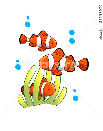 カクレクマノミのイラスト素材 5570