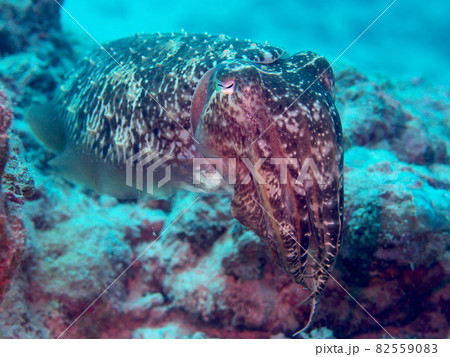 【水中写真】石垣島の海で出会った色とりどりの生き物たち・コブシメ 82559083