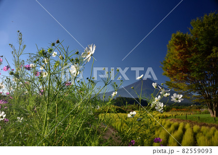 コスモスと富士山 82559093