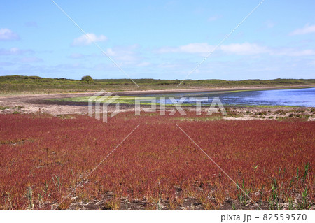 ワッカ原生花園のサンゴ草 82559570