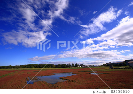 能取湖のサンゴ草 82559610