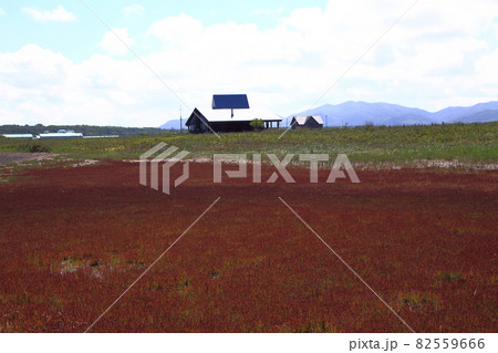 ワッカ原生花園のサンゴ草 82559666