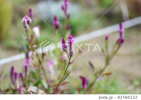 ノゲイトウ(セロシア) ノゲイトウ(セロシア) 82560132